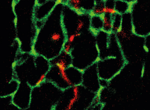 민물장어 형광단백질로 살아있는 세포 더 자세히, 더 오래 관측한다 사진