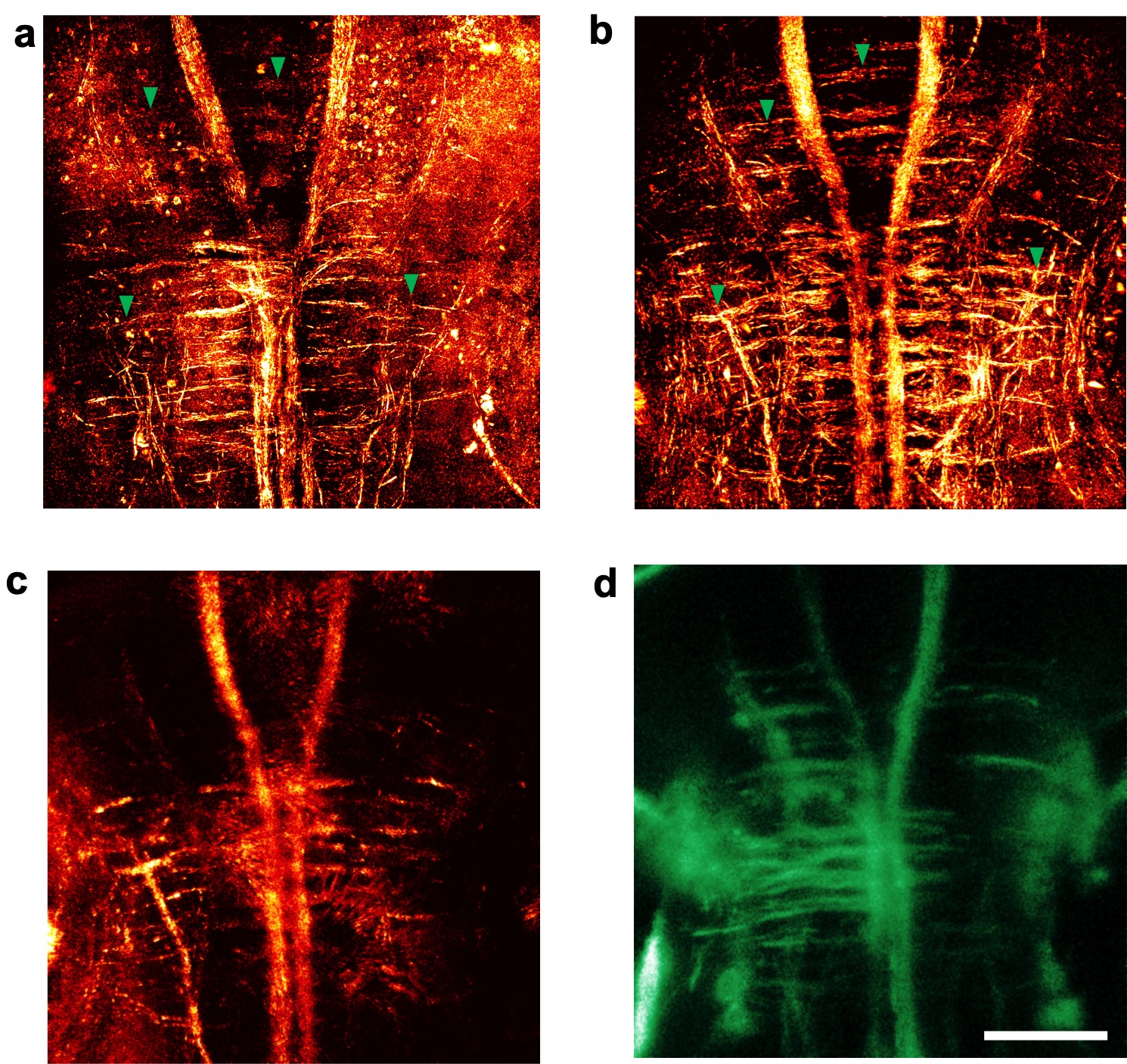 IBS, 신경망까지 꿰뚫어 보는 초고속 홀로그램 현미경 개발 사진