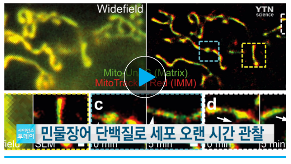 민물장어 단백질로 세포 오랜 시간 관찰(YTN Science 방송) 사진