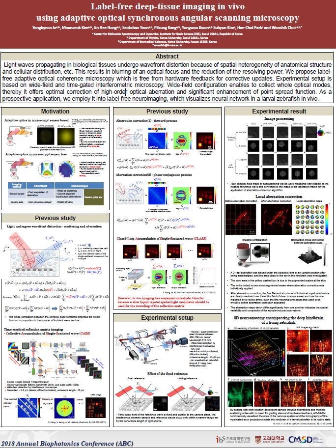 Label-free deep-tissue imaging in vivo using adaptive optical synchronous angular scanning microscopy