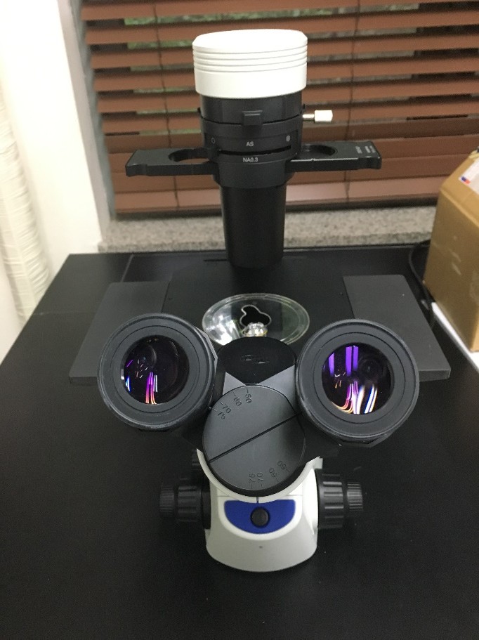 Cell Culture Microscope (CKX53SF, OLYMPUS)